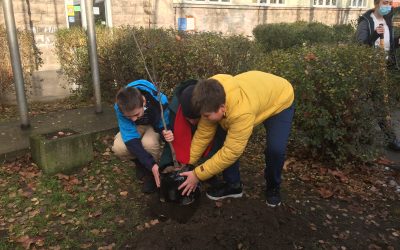УКРАСНО ДРВЕЋЕ У ШКОЛСКОМ ДВОРИШТУ