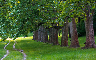 Светски дан шума